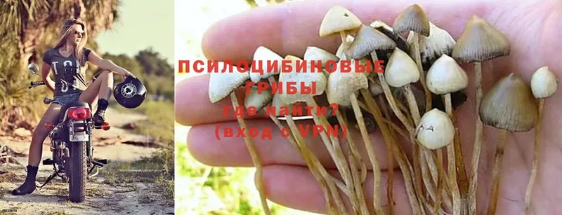 кракен рабочий сайт  Киселёвск  Псилоцибиновые грибы Psilocybine cubensis 