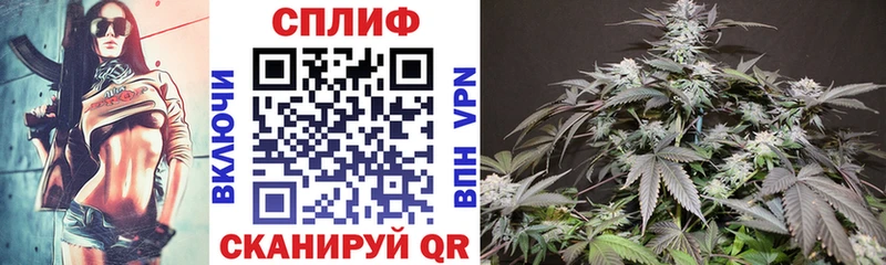Конопля сатива  купить наркотики цена  мега ССЫЛКА  Киселёвск 